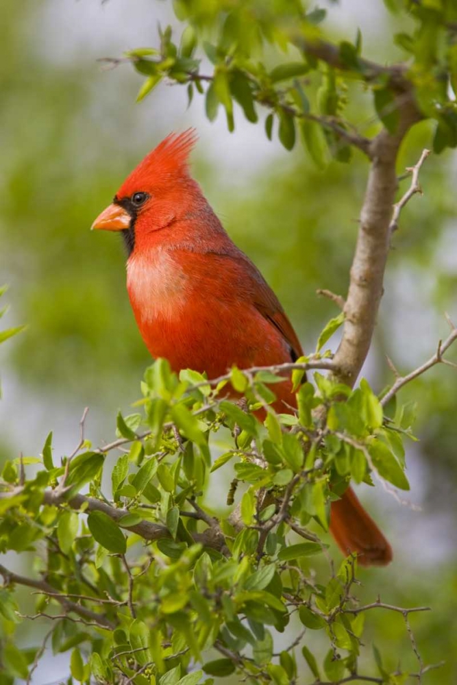 Texas, Mission, Northern cardinal perched in tree art print by Fred Lord for $57.95 CAD